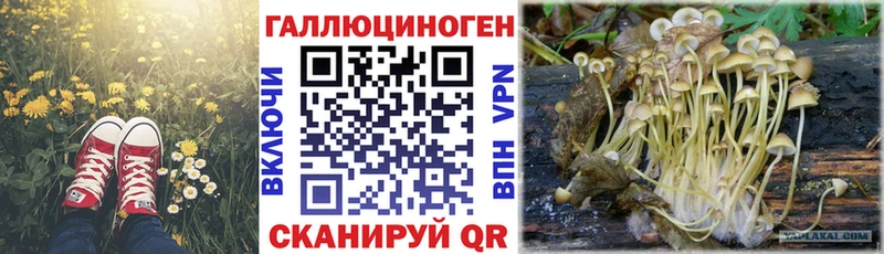 купить наркотики сайты  Суздаль  Галлюциногенные грибы мицелий 